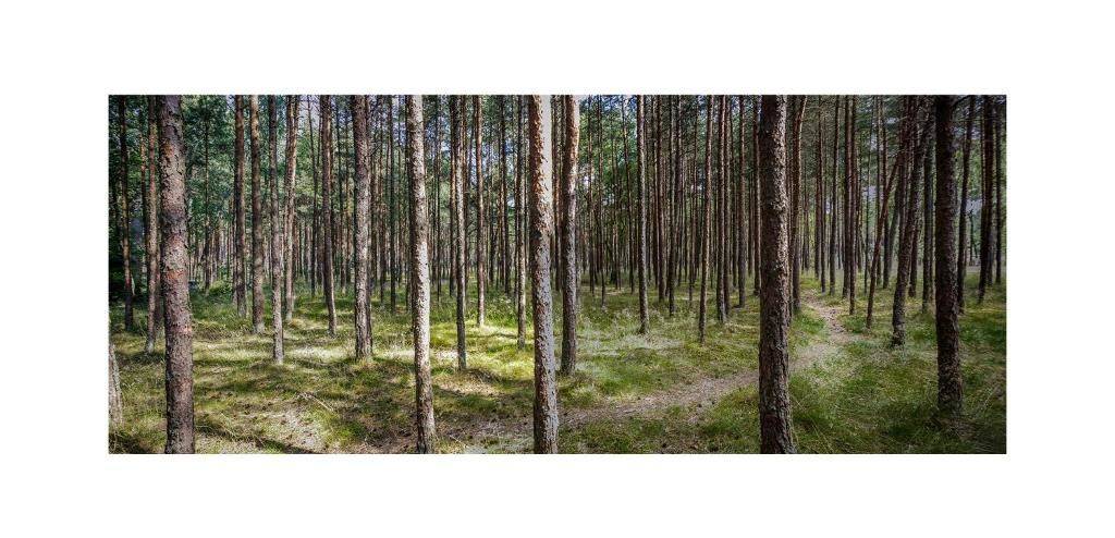 Фото  Forest Cottage Неринга 29